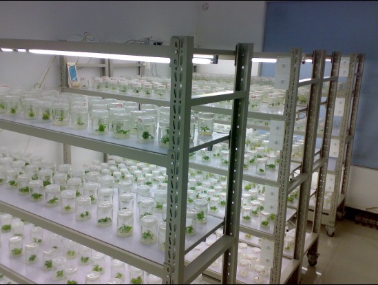 OGP-1�����B(y��ng)�����M��ܣ������